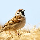 How a little bird taught me to love and let go