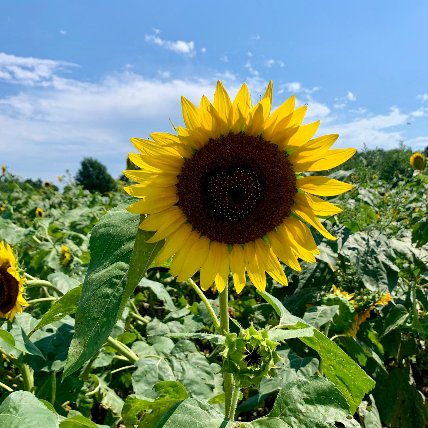 A sunflower, with the dots in its center very much resembling the shape of a heart!