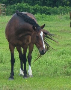 Prairie Puppy Prairie Puppy