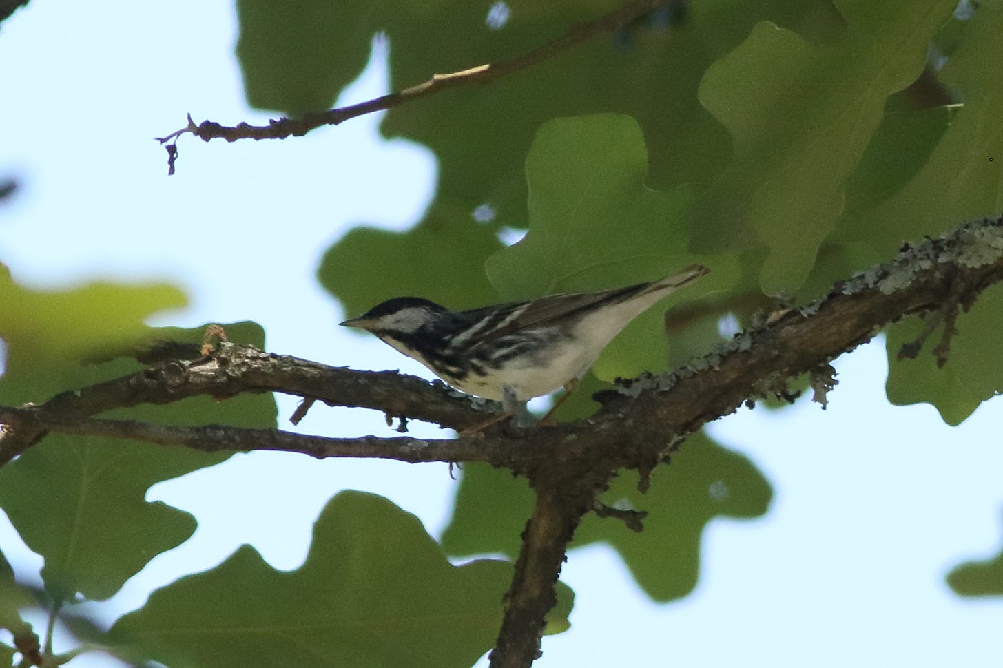  A blackpoll warbler in profile, perched on a thin, lichen-covered branch. The warbler faces left, with sharp black cap and white cheek patch clearly visible. The plumage is a mix of black and white streaks on its back and sides, a white belly, and dark gray and black wings with two white wingbars. The background consists of the large, rounded lobes of post oak leaves, and a pale blue sky.
