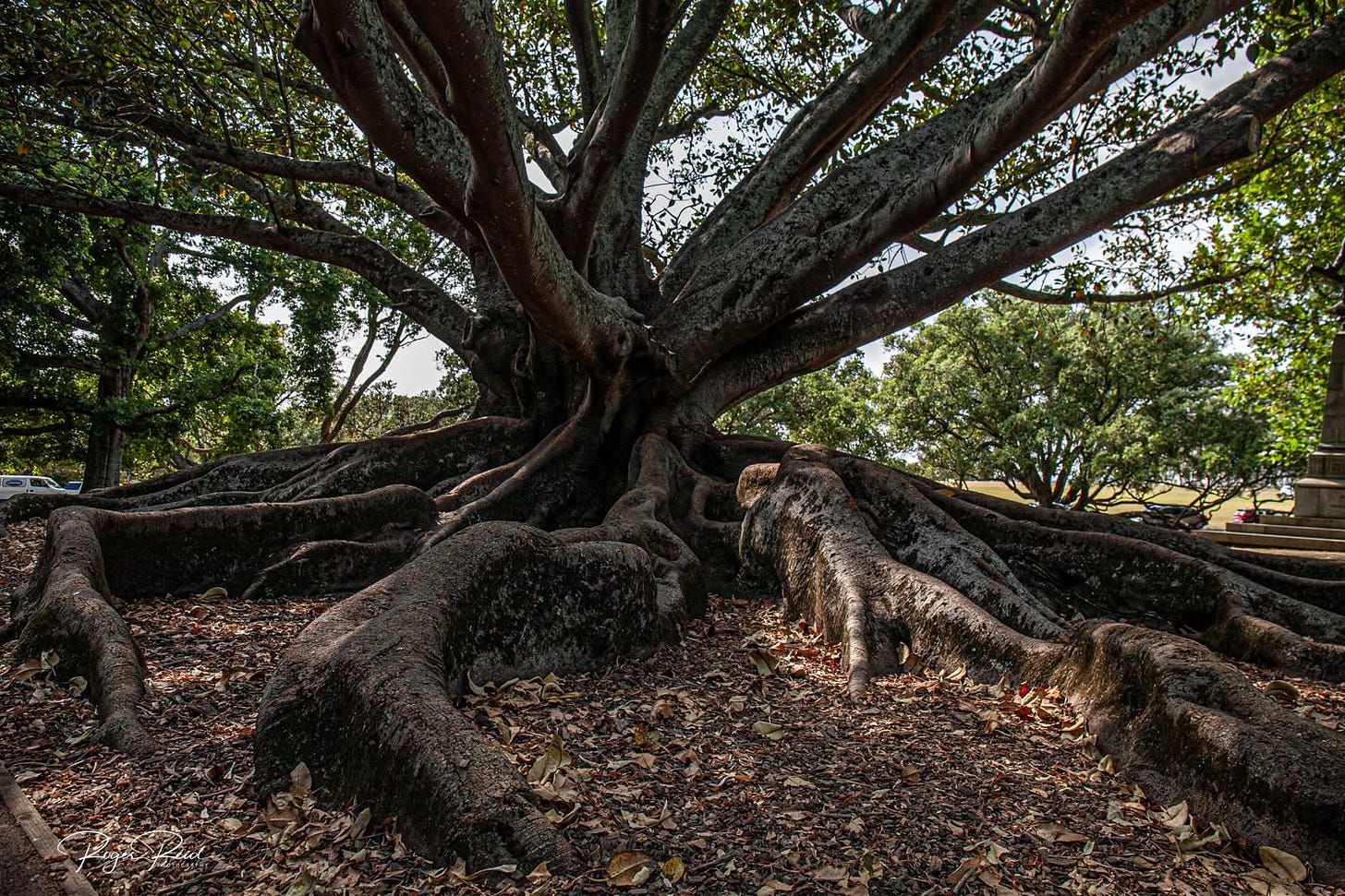 Large tree with exposed roots in the Auckland Domain. 