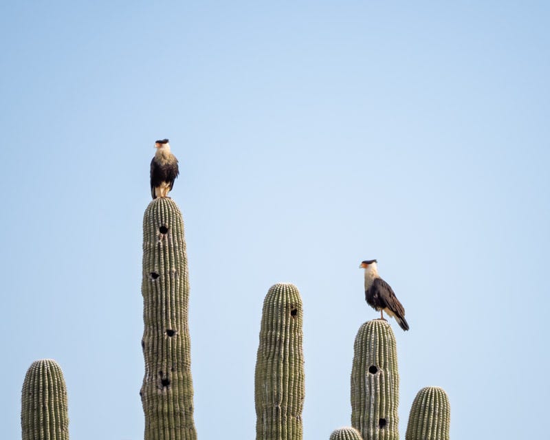 20260205-AvraValley-126-Edit.jpg 20260205-AvraValley-126-Edit.jpg