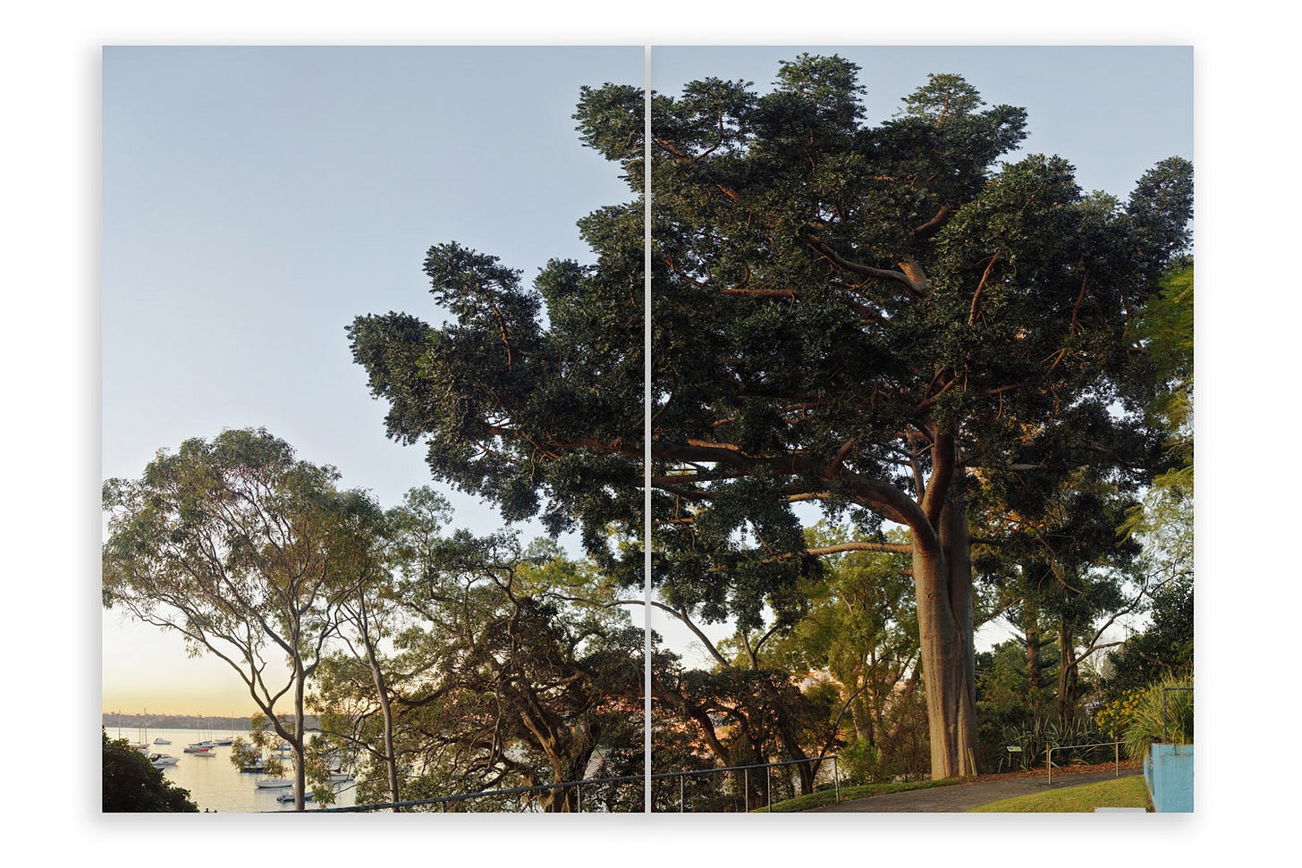 The very big and very beautiful Queensland Kauri Pine at Redleaf, photograph by Kent Johnson.