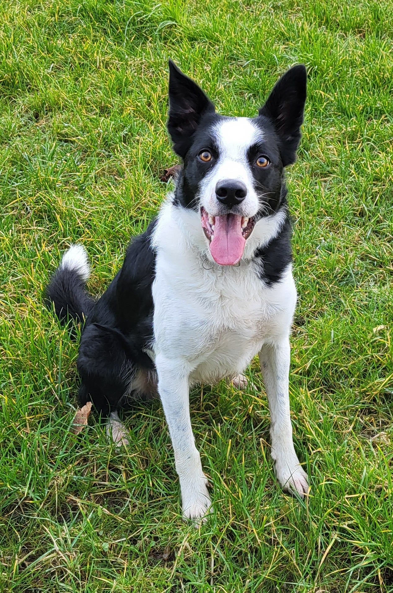 An alert smooth-haired Border Collie, sitting in a grassy field, stares at the camera An alert smooth-haired Border Collie, sitting in a grassy field, stares at the camera