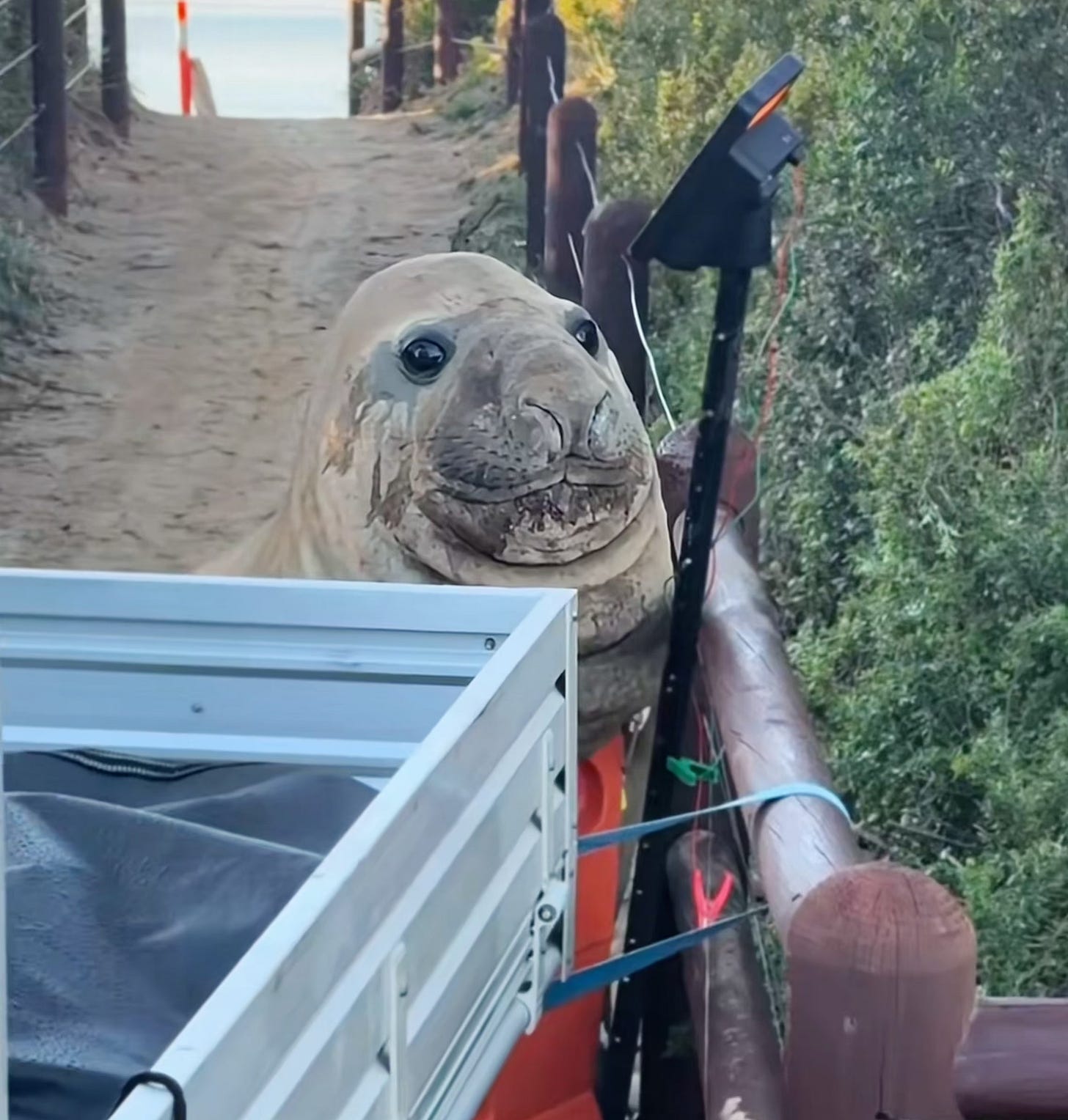 A seal blocked against a fence by a truck bed; his head is popping up over it and he has a mischievous look on his face. He's on a sand path and there is brush off to one side and the ocean can be seen in the distance