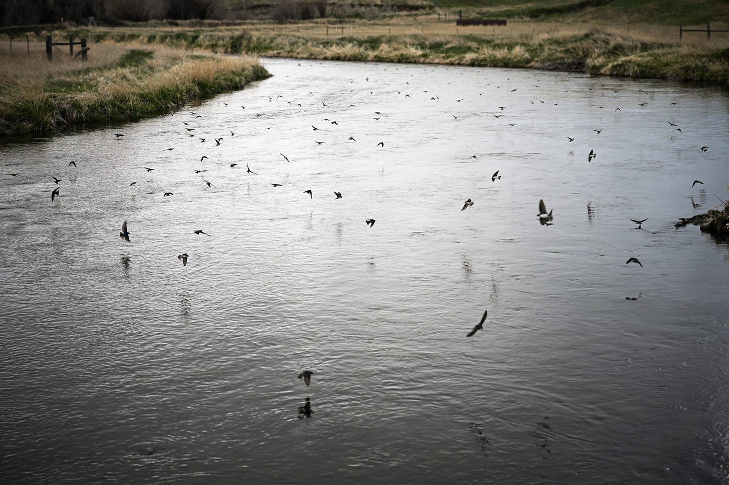 Swallows picking off insects–Paradise Valley spring creek.