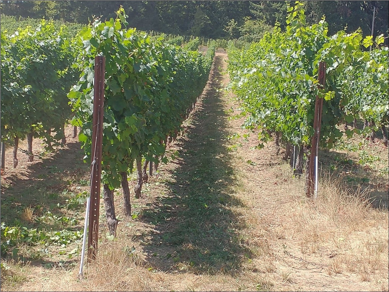 Final hedging pass in progress - left row finished, right row is next.
