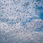 Swarms of AI Committing Crime For Money