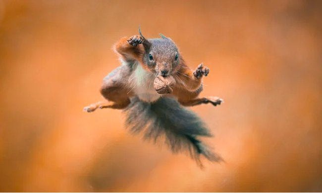 Un écureuil en pleine acrobatie aérienne Un écureuil en pleine acrobatie aérienne