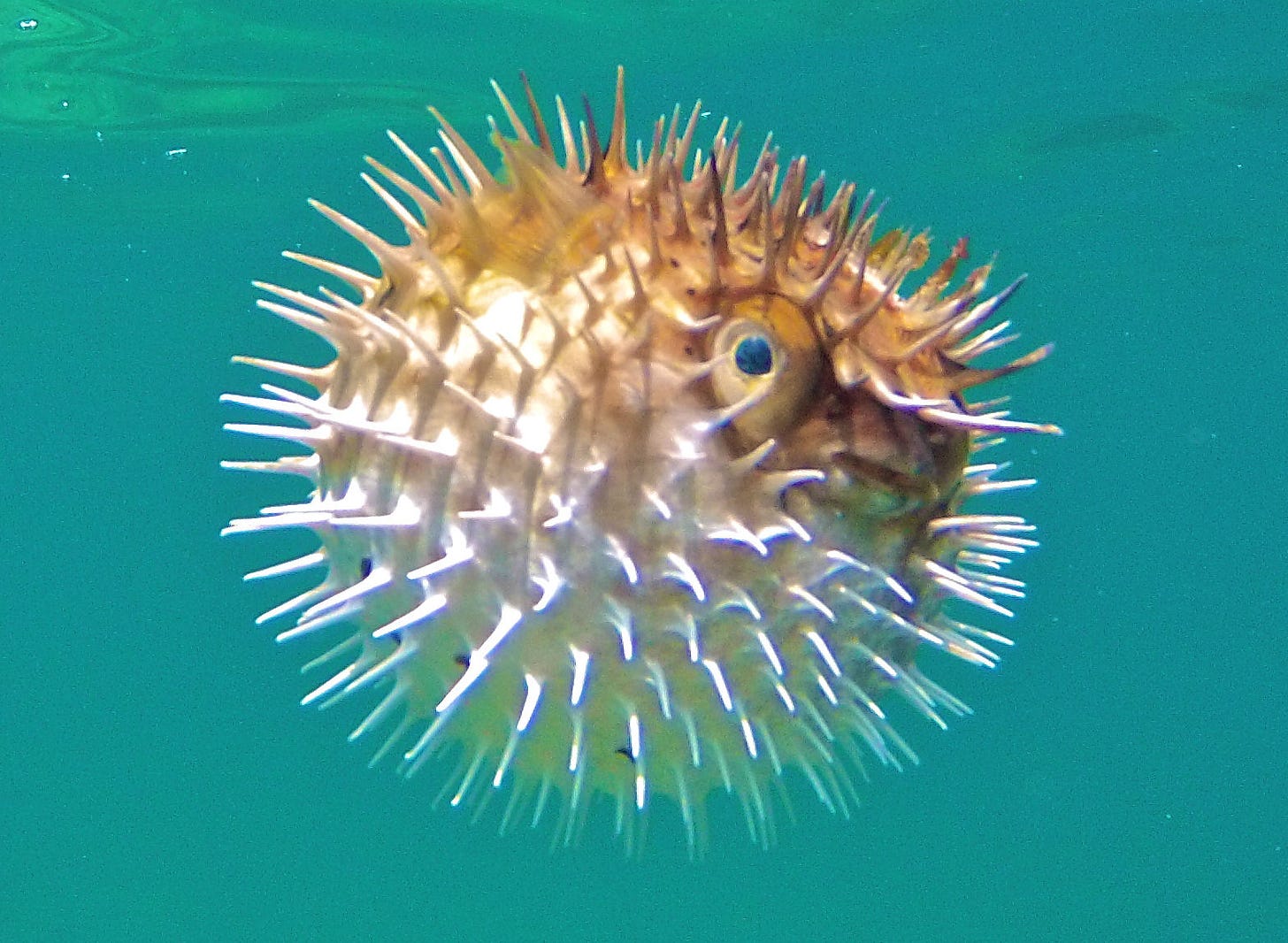 A photo of a spiky orange balloonfish in the water.
