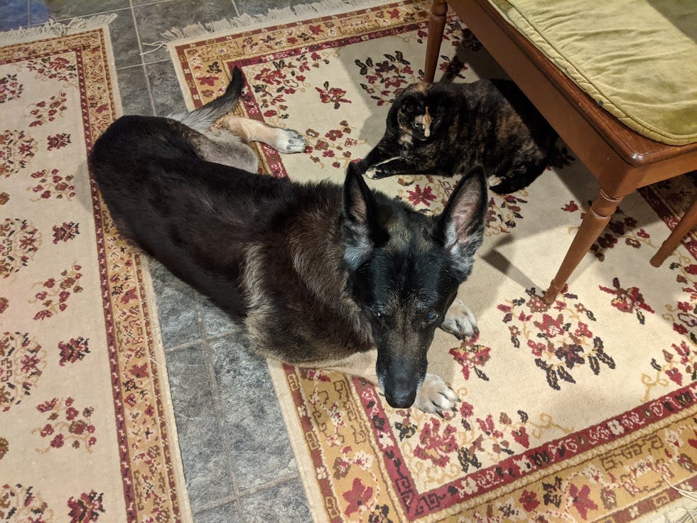 Our dog and cat building community