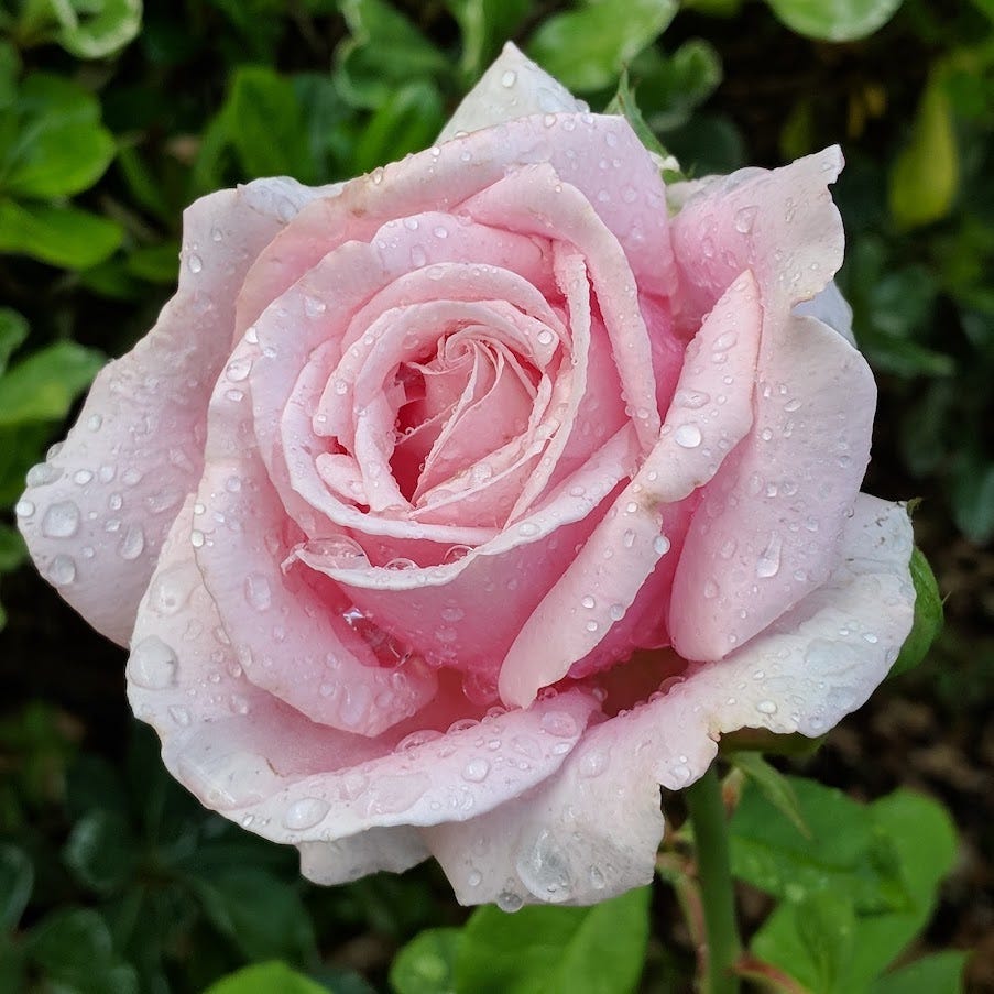 Bestb Roses The Best Roses for America? One Master Rosarian's List.