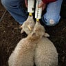 Clatter Ridge Farm