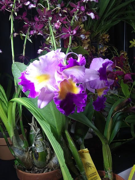 orchids