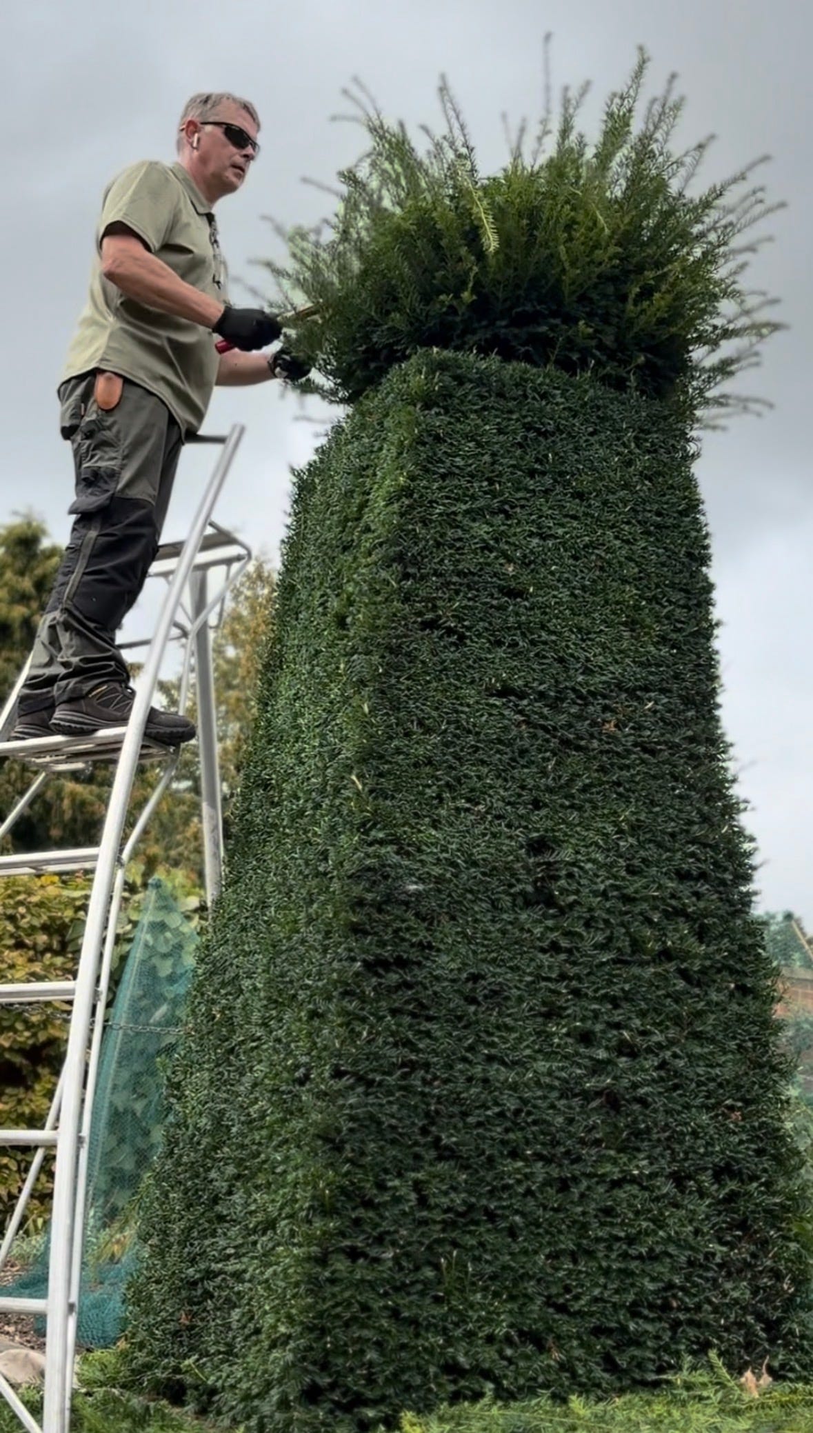 A gardener, Gary Webb, atop some ladders whilst busy trimming some yew topiary.