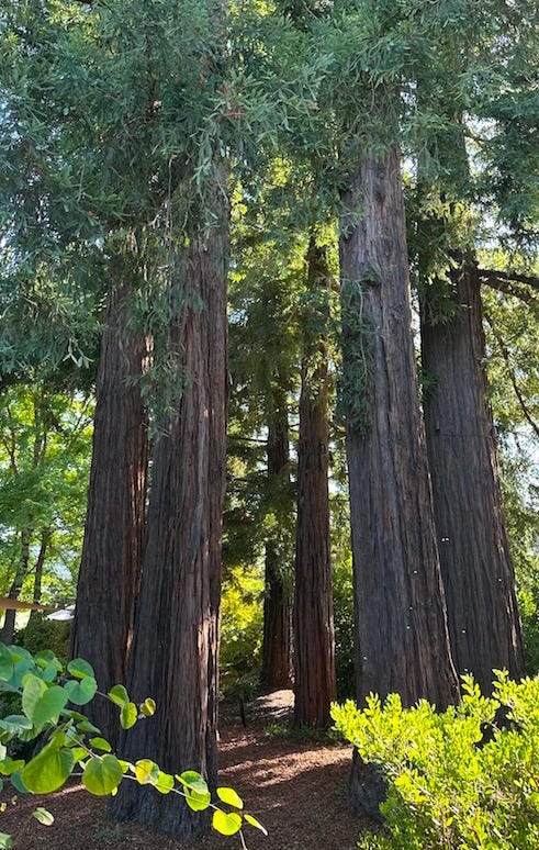 Sequoia Grove Winery in Napa's Rutherford AVA is a sustainable winery specializing in Cabernet Sauvignon.