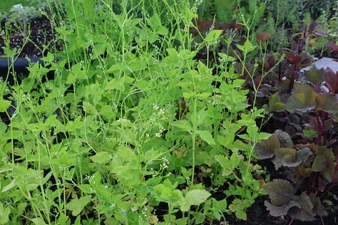various herbs in an herb garden
