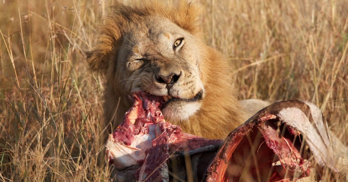 Do lions eat carrion? Do lions eat carrion?