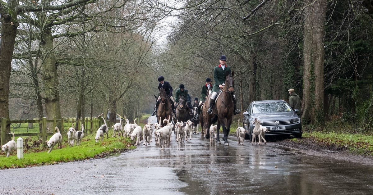 Huntsman in green jacket riding towards the camera with a pack of all-white harrier hounds. There are several other riders behind the huntsman. Huntsman in green jacket riding towards the camera with a pack of all-white harrier hounds. There are several other riders behind the huntsman.