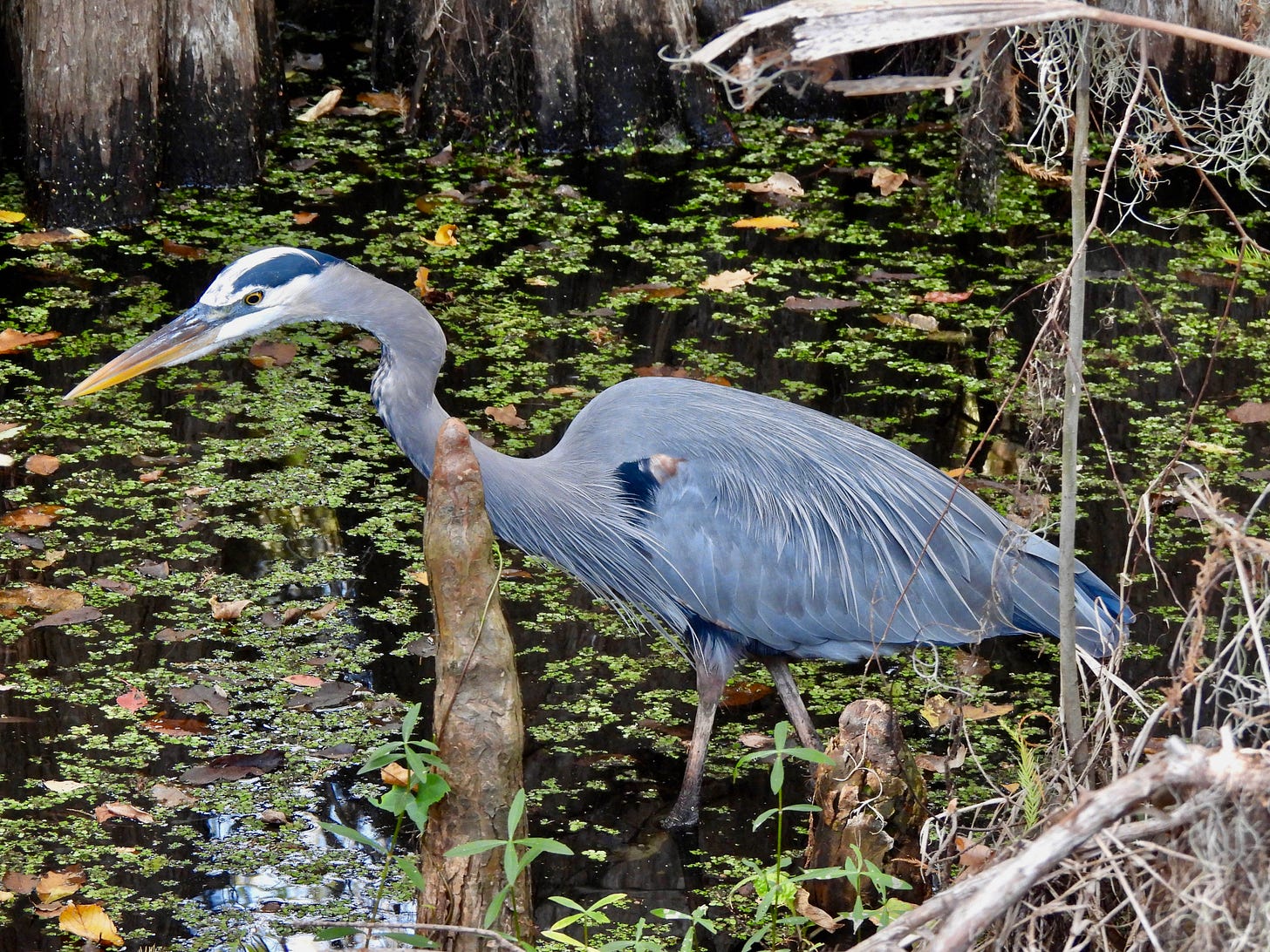 Great Blue heron stalking through swamp surrounded by black water, cypress knees and floating duckweed. Great Blue heron stalking through swamp surrounded by black water, cypress knees and floating duckweed.