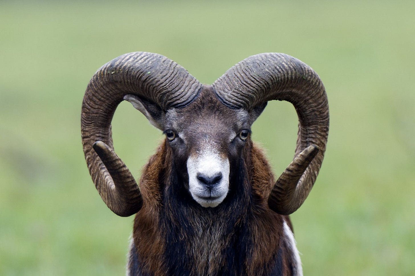 Rams Pay Big Price For Having Big Horns, Study Shows | Big horn sheep ...