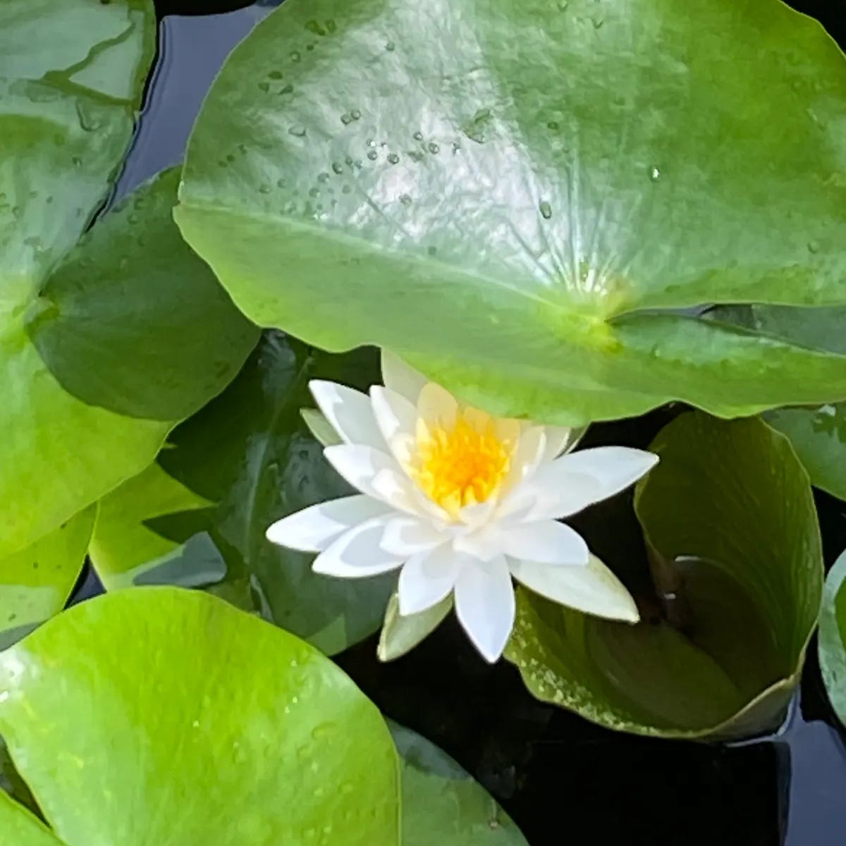 Carrie Buddington Therapy 