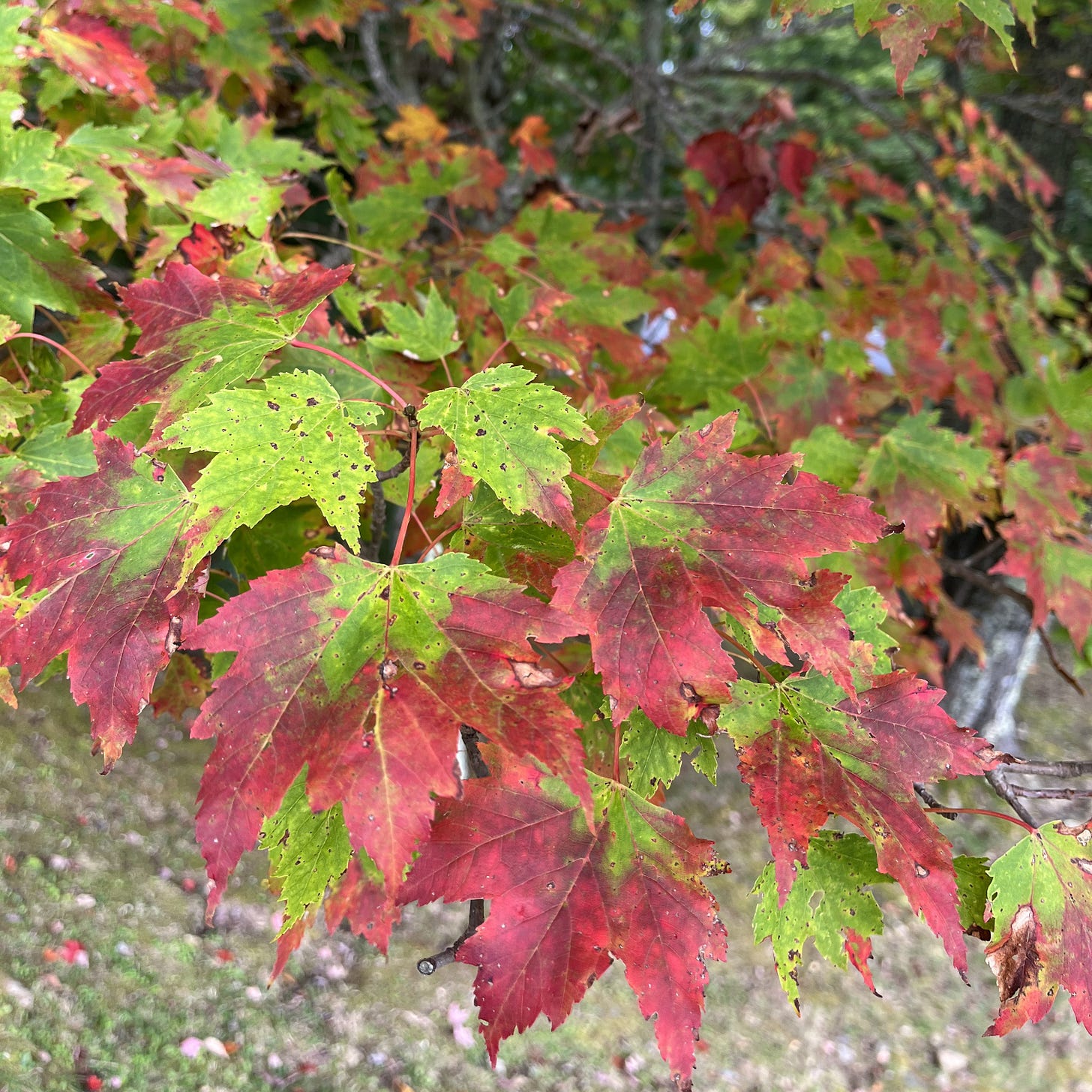 maple leaves turning from green to red maple leaves turning from green to red