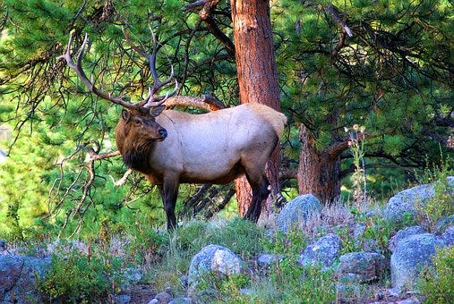 Young Bull Elk, Elk, Stag, Wapiti, Rocky