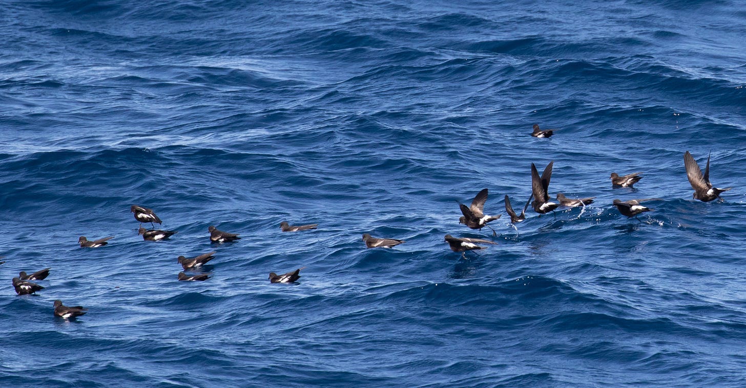 a flock of 25 or so wilson's storm-petrels sittng and fluttering above a slightly-wavy ocean