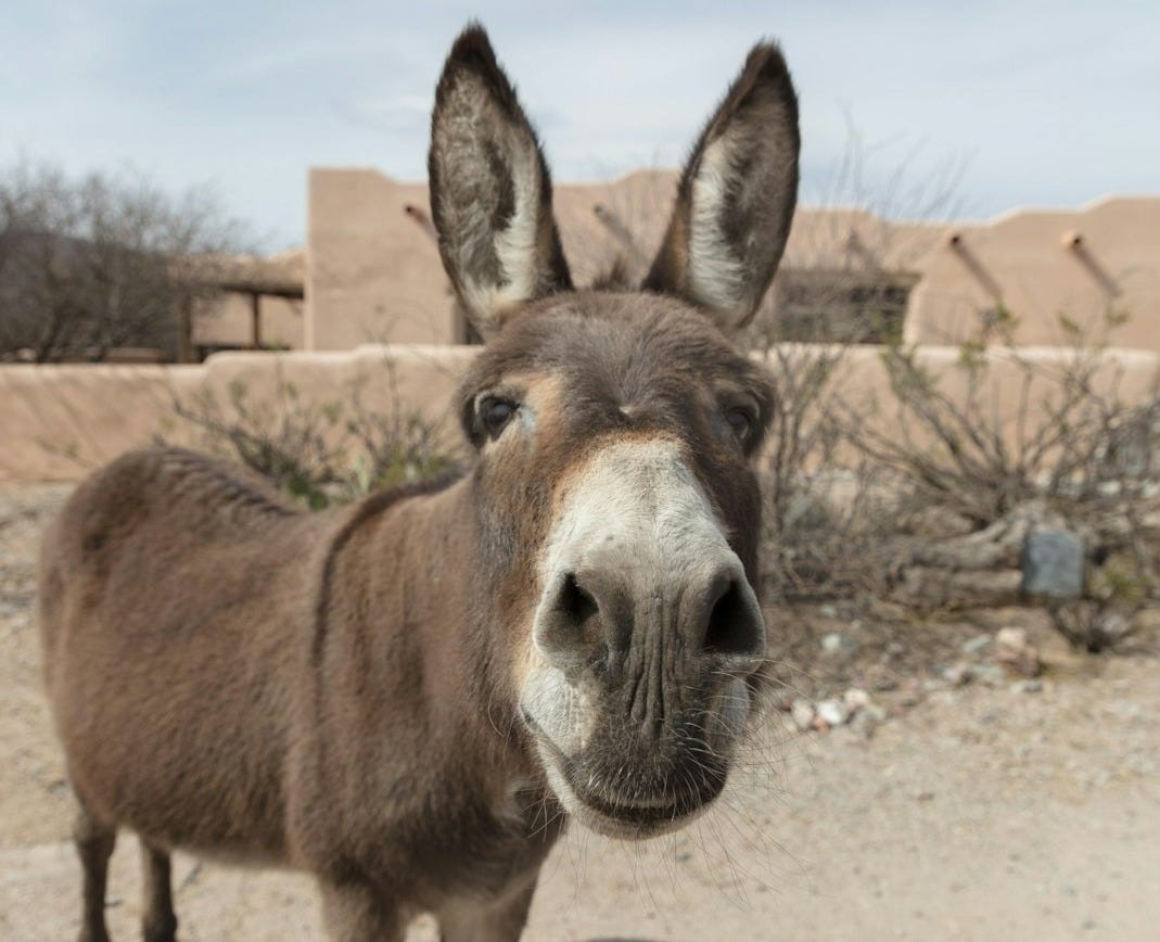 Forever Home Donkey Rescue & Sanctuary