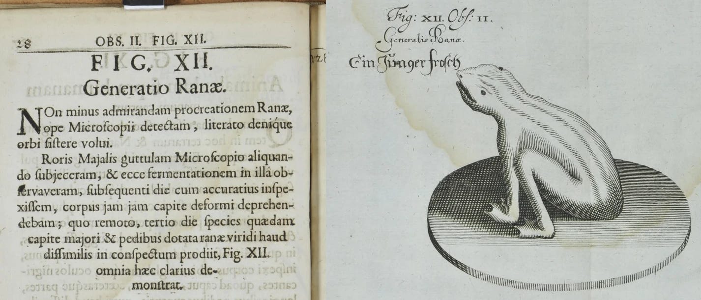 The Generation of the Frog.  I wanted to present to the literate world the no less admirable procreation of the Frog, discovered by the aid of the Microscope. I had once subjected a drop of May dew to the Microscope, and lo and behold I had observed fermentation in it. The following day, when I had examined it more closely, I discovered the body with a deformed head; which being removed, on the third day a certain species, not unlike a green frog, with a larger head and feet, appeared in view. Fix XII demonstrates all this more clearly.” [Translation courtesy of Google Translate]