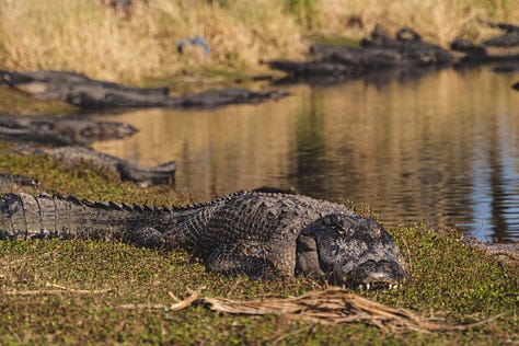 A group of alligators congregates near the edge of The Deep Hole, their bodies partially submerged in the water. Some rest on the bank, while others float nearby, creating a scene of primal beauty.