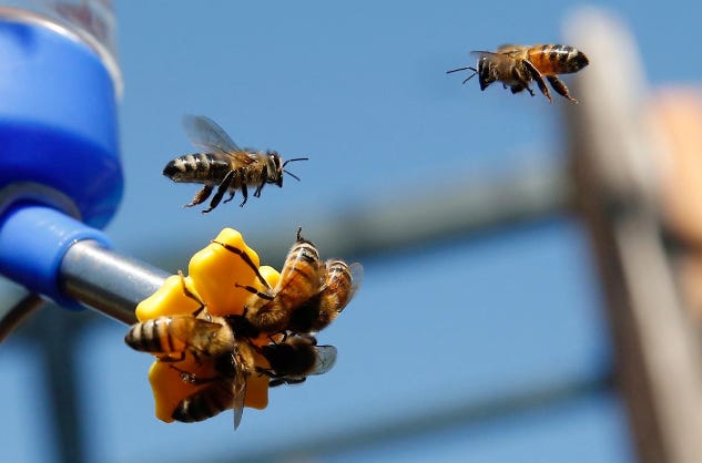 Image of bees at bee feeder. Image of bees at bee feeder.