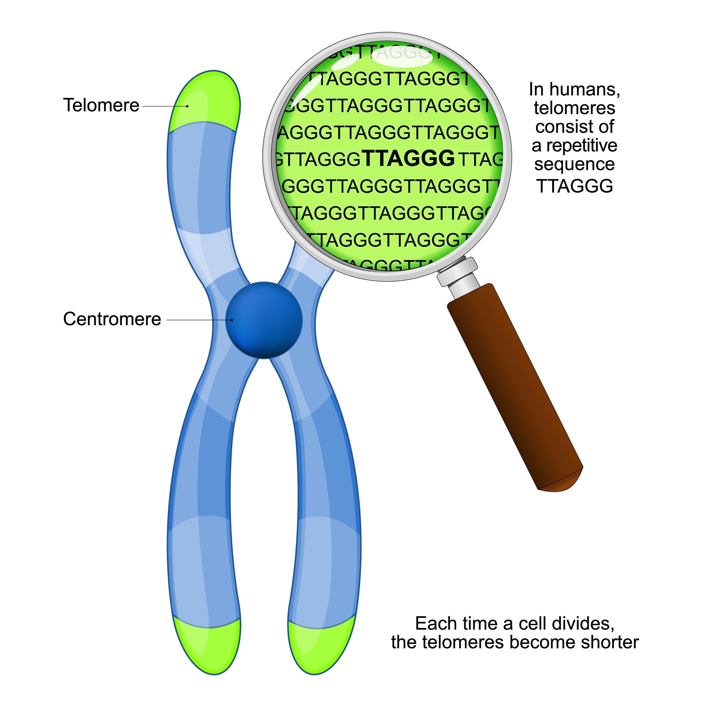 epitalon epithalon scientific mechanism telomerase The Pineal Peptide That Lengthens Your Telomeres, Restores Melatonin, and May Protect Against Cancer C-Bestsellers Type:Capsules Why Men Need Progesterone
