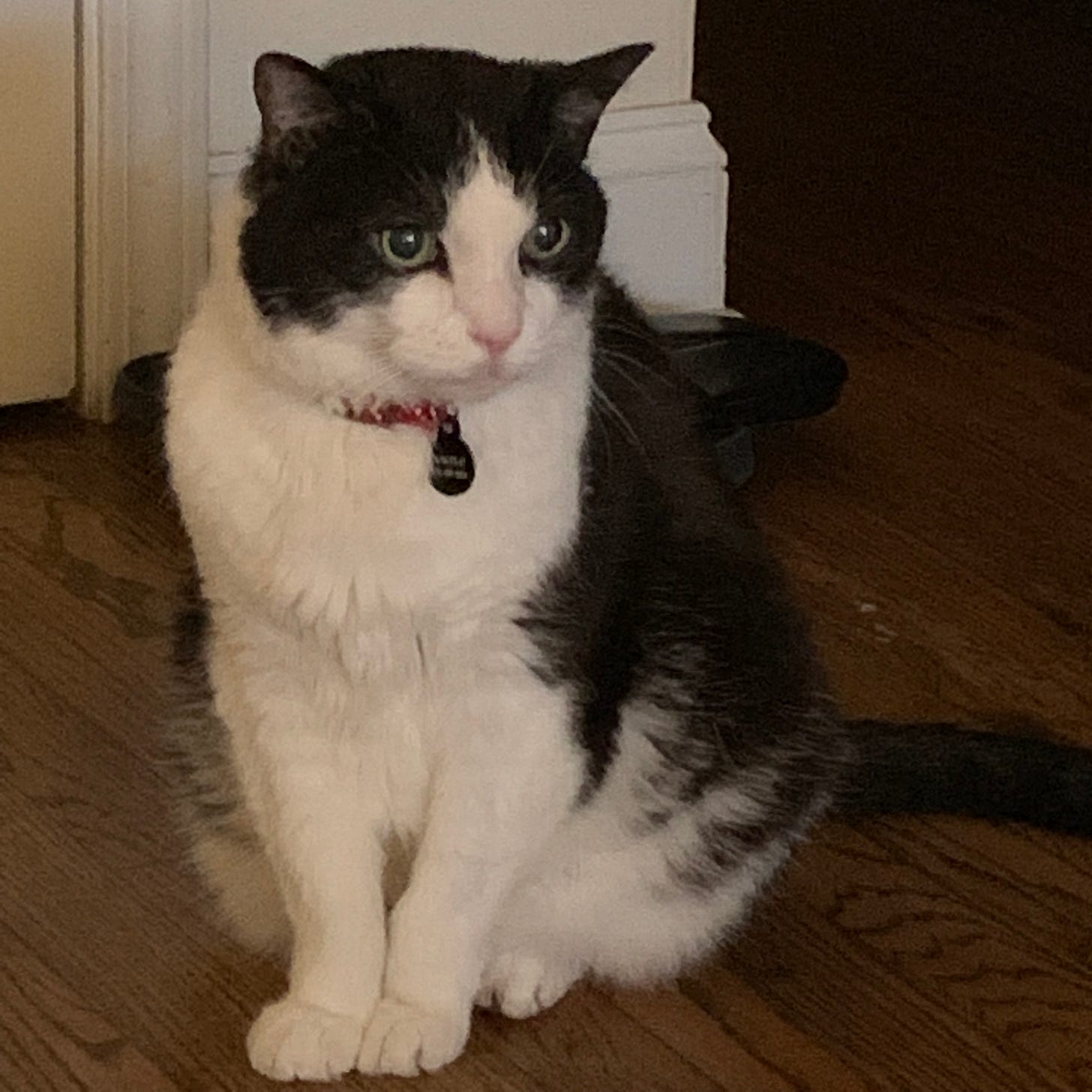 A large black-and-white cat wearing a red collar with a black tag attached.
