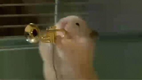 Trumpet GIFs | Tenor