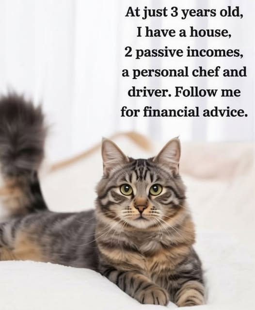 Može biti slika sljedećeg: mačka i tekst "At just 3 years old, I have a house, 2 passive incomes, a personal chef and driver. Follow me for financial advice."