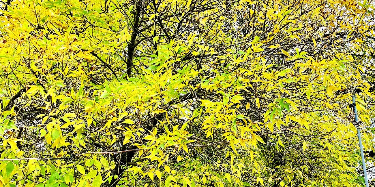 Reborn, Refreshed, Renewed 🧚🏽