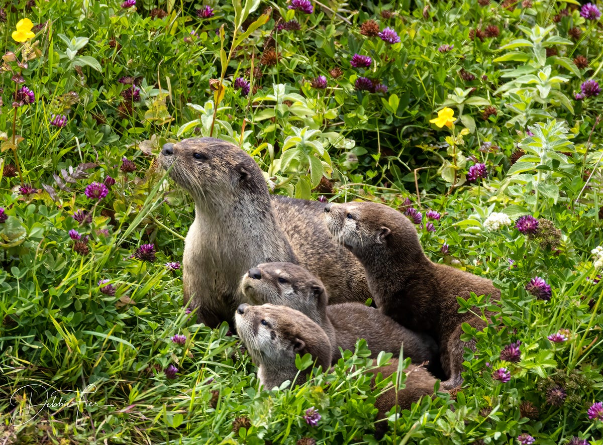 The river otter’s remarkable comeback
