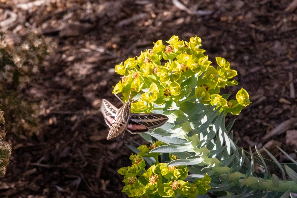 Brown, white, and red moth hovering over a cluster yellow flowers, which are exploding from a long, thick stem.