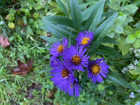 Asters or Michaelmas Daisies - by Jeffrey Farrell