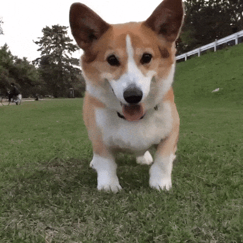 Excited Corgi GIFs - Find & Share on GIPHY