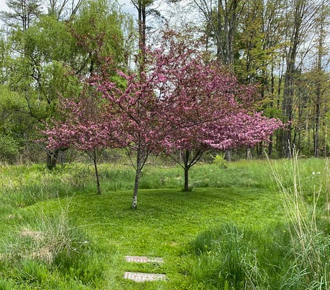 Three versions of the same image of dark pink crabapple trees in bloom. To the left the image contains only the three trees. In the center a bench has been added. To the right, the bench has been knocked over.