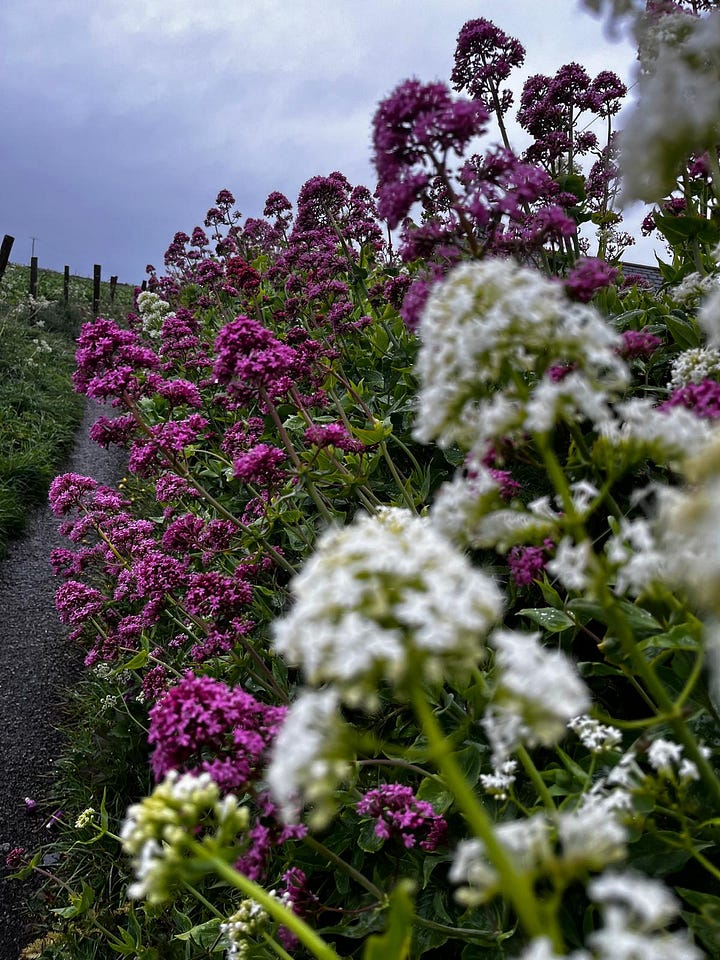 Flowers in Cornish hedgerows.