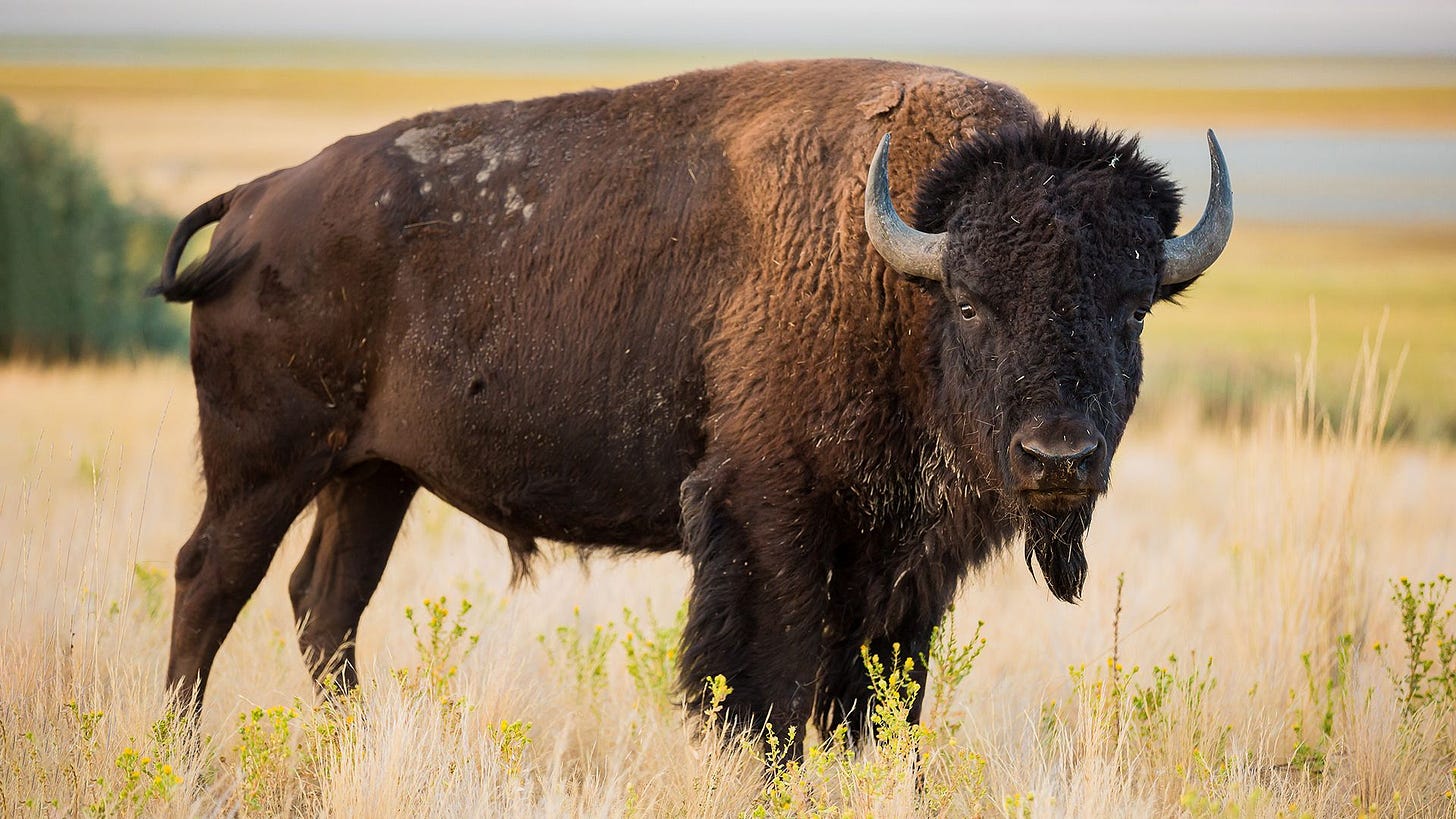 American bison | mammal | Britannica