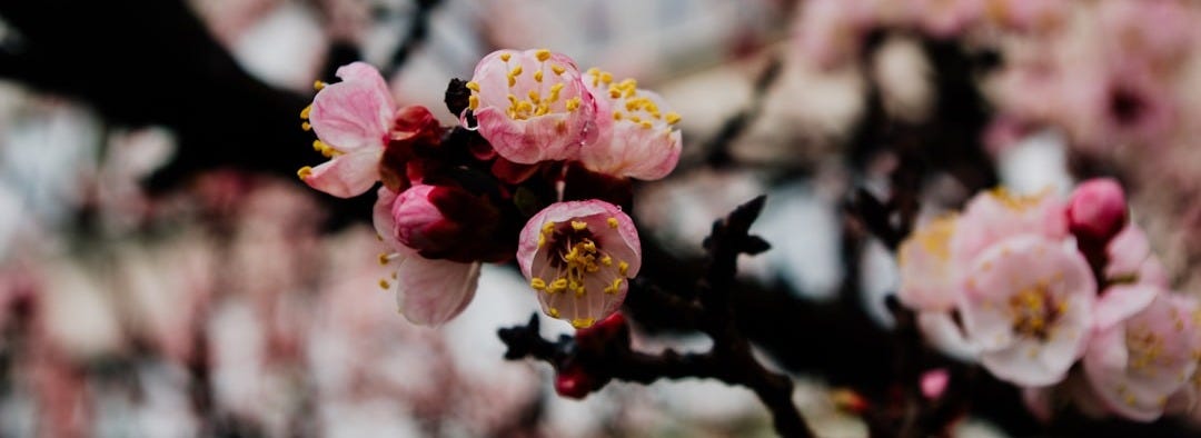 pink and white flower in tilt shift lens