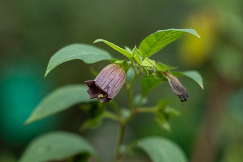 A purple bell-shaped flower surrounded by leaves.