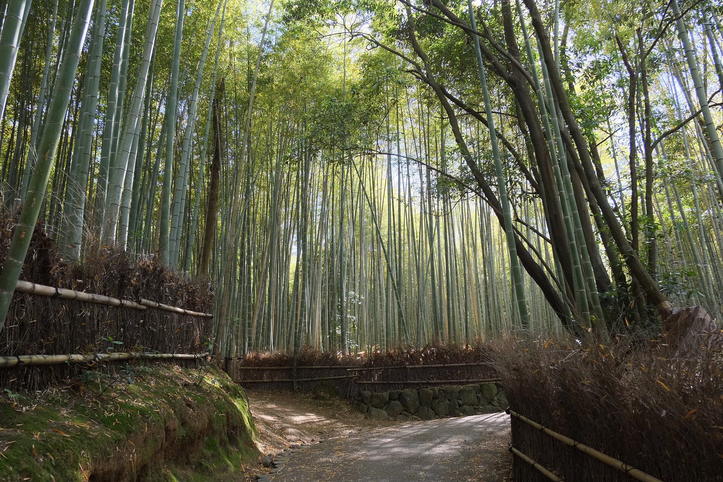  Arashiyama Bamboo Grove, Kyoto, Japan