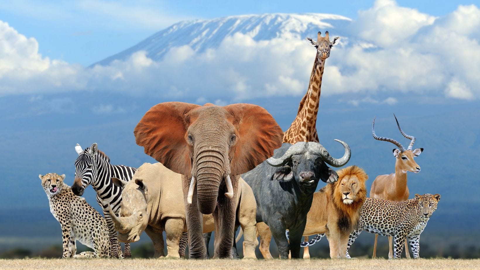 Spirit Animal Meanings for Healing, Peace, and Balance