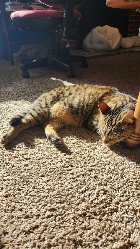 kitty sleeping
